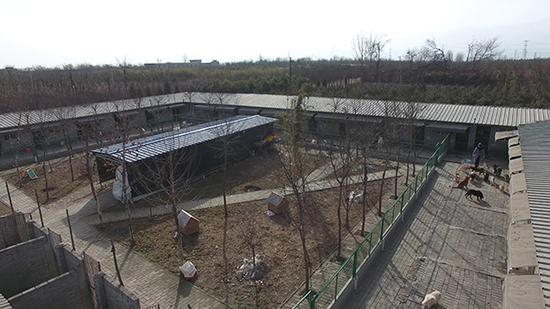 位于西安市鄠邑区的红石榴流浪动物救护中心。 澎湃新闻记者 陈兴王 摄