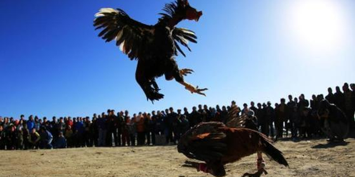 柬埔寨92只鸡参与"斗鸡" 因非法参赌获"死刑"