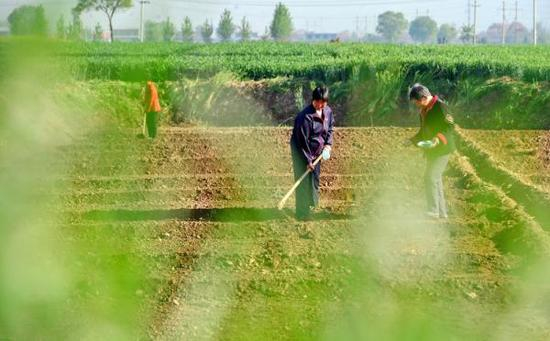 农业部在研究制定落实土地承包期再延长30年的政策，继续深化农村土地制度改革。&nbsp; 新华社 图