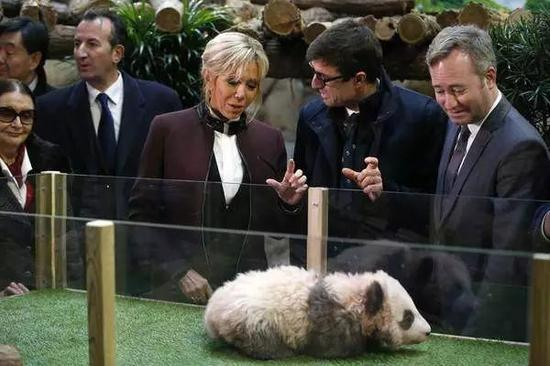 △法国第一夫人为熊猫“圆梦”担任教母
