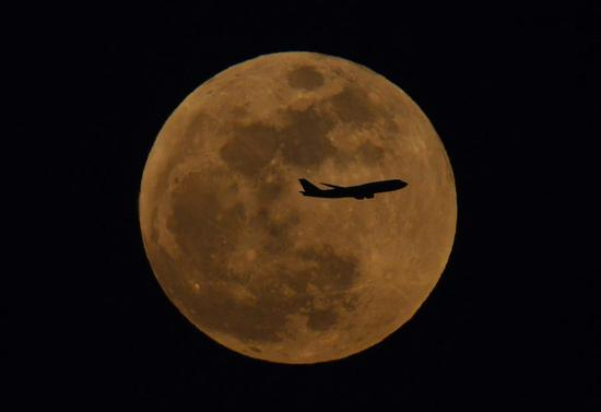 ▲1月31日，北京朝阳，月亮刚刚升起，一架客机穿过大月亮 新京报记者 陶冉 摄