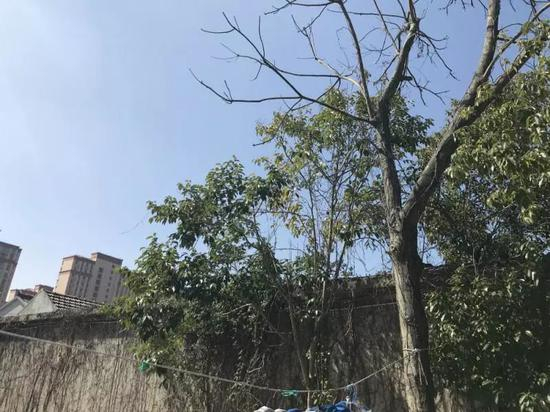 △距离记者翻墙进入的位置东侧50米的墙边，据附近的驯养师讲，1年前曾经目睹过有人翻墙进来。