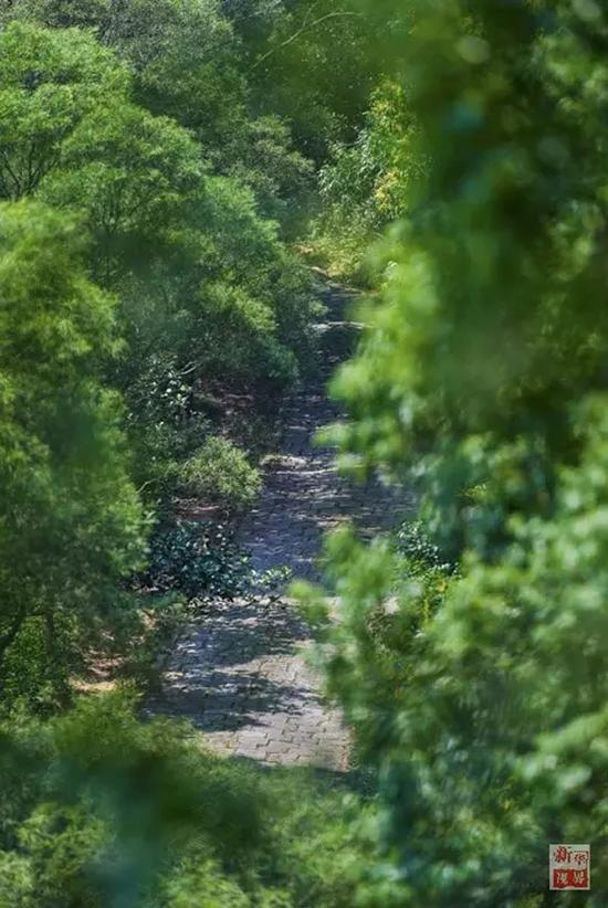 现在的深圳“二线”巡逻道绿树成荫，驻守官兵基本全部撤离（2015年8月25日摄）。