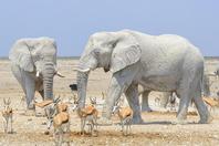 纳米比亚惊现“神秘”象群 全身皮肤呈白色如大理石雕塑