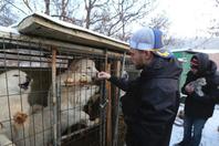 美滑雪名将平昌比赛后赴韩国狗肉农场领养小狗