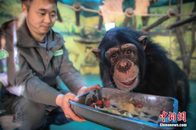 野生小动物们的花式年夜饭开席 新浪图片