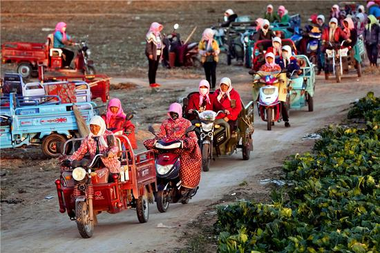 　　2018年10月1日，宁夏平罗县陶乐镇庙庙湖生态移民村的村民收工。从2015年起，宁夏全面打响了西海固的脱贫攻坚奔小康的大决战。五年来，绿色产业、科技产业、文化产业等，在原本是“赤地千里，十室九空”的土地上生了根发了芽。于文国 摄