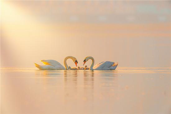 关照耀 《爱》 第四届天鹅之城——中国三门峡自然生态国际摄影大展参展作品