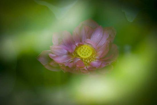 《云水芙蓉》吉龙生 摄于江苏。