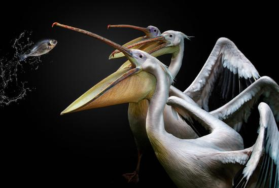 ©PEDRO JARQUE KREBS