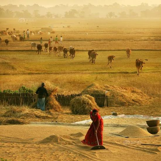 “月度最佳奖”《丰收时节》摄影：@桥凹居士