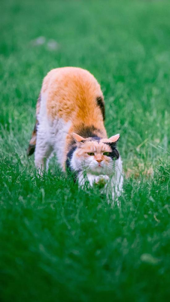 摄影：@喵呜不停