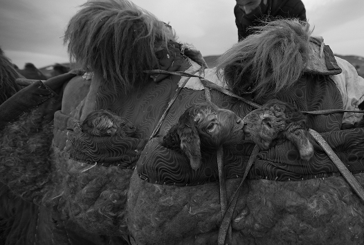 刚刚出世的羊羔相依为命（赛力克·木胡什/摄）