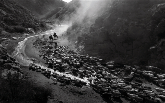 转场羊群走出山谷 （赛力克·木胡什/摄）