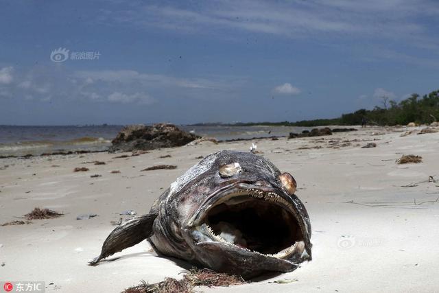 触目惊心!美国佛州沿海赤潮严重 大量巨型鱼类死亡