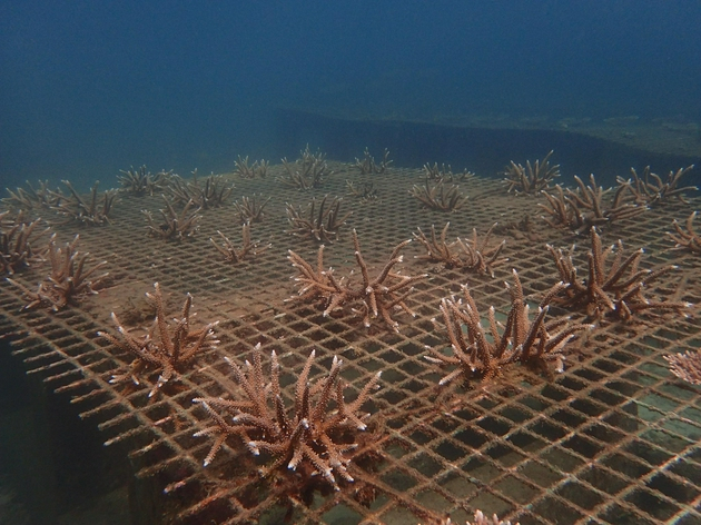 李秀保团队在在三亚蜈支洲岛海底为珊瑚盖房子。受访者供图