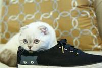 人不如猫!霉霉爱猫6.5亿身家登宠物富豪榜第三 第一名是它