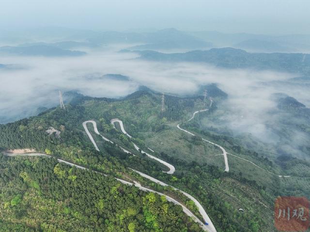 龙泉山脉惟一 金堂山发现国度二级包全植物大根兰