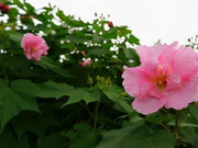 成都大运会丨芙蓉城里尽青春