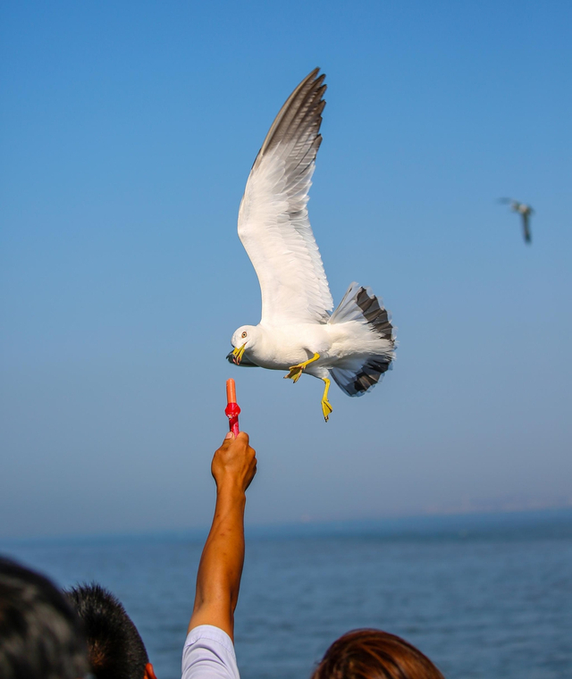 烟台:游客与海鸥互动 人鸟和谐共生