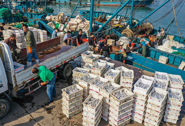 山东荣成:开渔后首批归来的渔船收获满满