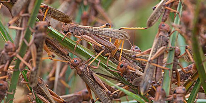 山东计划飞机防治东亚飞蝗30万亩 涉及东营菏泽等地