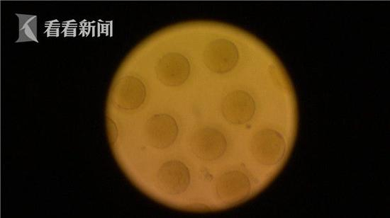 显微镜下的卵子