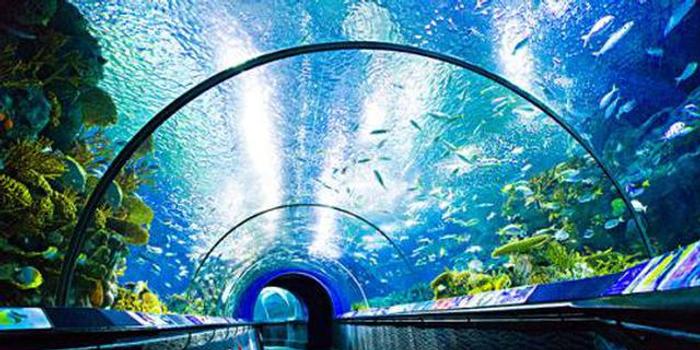 上海海洋水族館今日恢復對外開放 海洋餐廳暫不營業