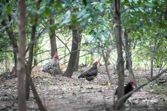 （散养土鸡，在林间觅食。 侯建勋/摄）