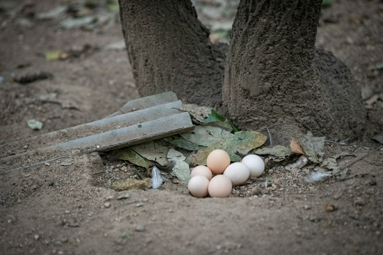 （山间林野，散养土鸡蛋。 侯建勋/摄）