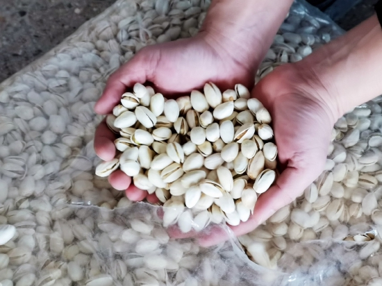 ▲ 如今的消费者越来越懂得挑选品质上乘的开心果。自然开口、果仁饱满的本色大颗粒自然果最受市场欢迎。展昭|摄