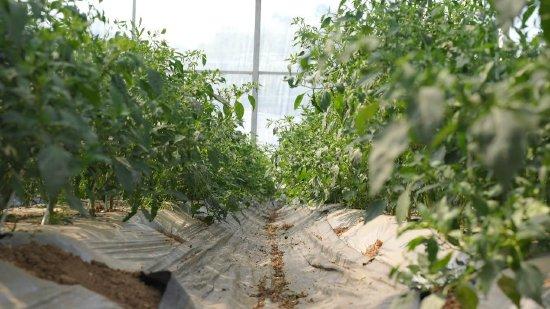 ▲樟树港辣椒植株较矮,属于早熟品种 周翼▕摄