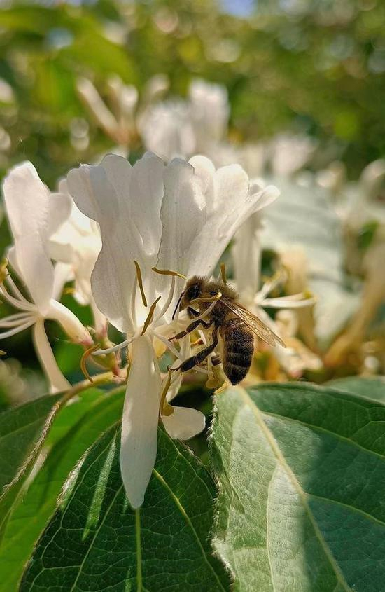 OPPO A92s微距样张