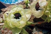《极限挑战》被痛批仅仅是细节设计出了问题?