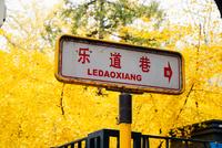 北京将迎来最美的季节,12个银杏宝藏地请收藏