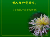 菊花（下）过客