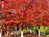 [转载]武汉文华学院：枫叶红了