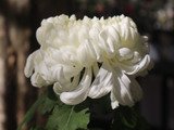 [转载]百花55.92饮誉环球白牡丹（七律）