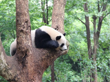 成都熊猫基地游记