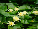 2025年黄色睡莲（一）