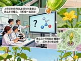 找到黄瓜性别“总开关”，高产不再靠运气