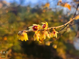 冬月初八日.忽嗅蜡梅香