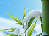 [转载]竹林初雪，太美了！