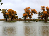 弱水河畔的天镜胡杨