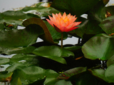 2025年橘色睡莲