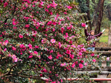 [转载]武汉植物园的山茶花