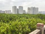 防城港的红树林