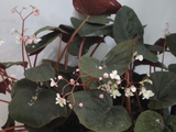 [转载]百花57.87秀美BU497秋海棠（七律）