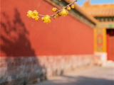 [转载]【肇元随笔】“红墙不语，腊梅自开”