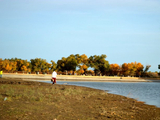 【内蒙古额济纳旗】二道桥：弱水畔那不胜娇羞的胡杨